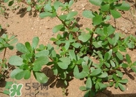 馬蜂菜孕婦可以吃嗎？孕婦能吃馬蜂菜嗎