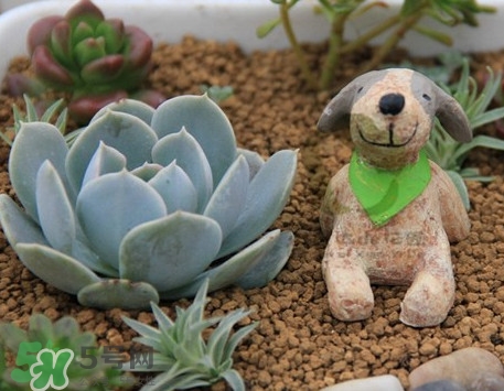 多肉植物怎么養(yǎng)？多肉植物多久澆一次水