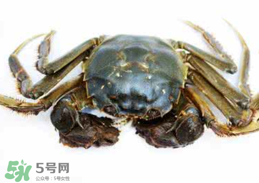 黃浦江邊為什么會出現(xiàn)大閘蟹？黃浦江岸邊驚現(xiàn)大閘蟹