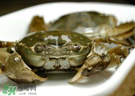 黃浦江邊為什么會出現(xiàn)大閘蟹？黃浦江岸邊驚現(xiàn)大閘蟹