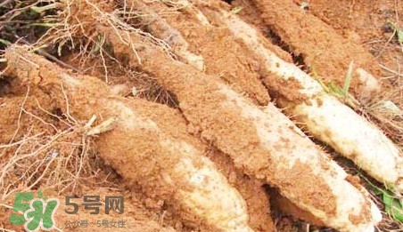 淮山藥是鐵棍山藥嗎？淮山藥和鐵棍山藥的區(qū)別