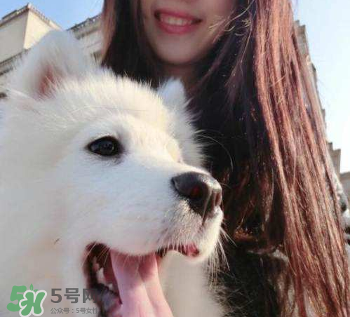 薩摩耶多少錢一只？小薩摩耶多少錢一只？