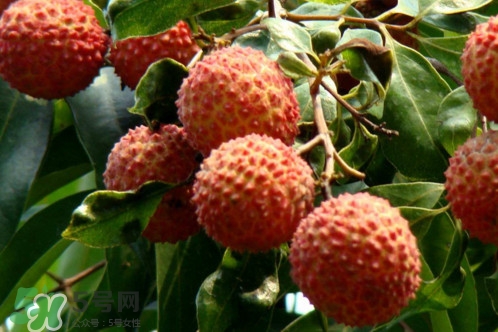 增城荔枝多少錢一斤？增城荔枝哪里的最好吃