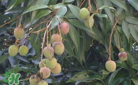 黑葉荔枝有什么特點(diǎn)？黑葉荔枝的功效