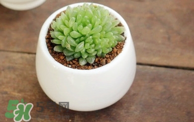多肉植物怎么養(yǎng)？多肉植物多久澆一次水