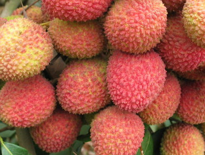 一顆掛綠荔枝樹(shù)大概產(chǎn)量多少？掛綠荔枝與妃子笑荔枝區(qū)別
