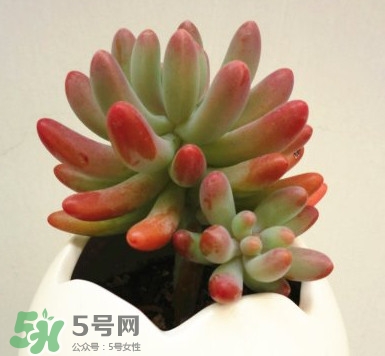 多肉植物能吃嗎？多肉植物哪些可以吃