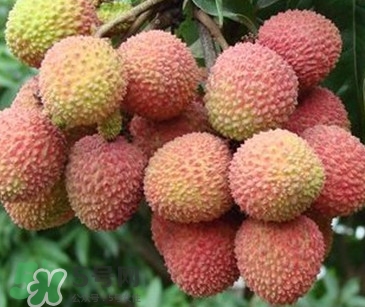 增城哪里可以摘荔枝？增城哪里有荔枝摘