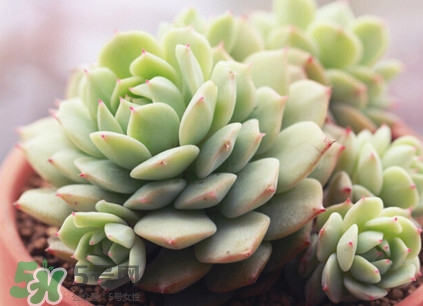 多肉植物能吃嗎？多肉植物哪些可以吃