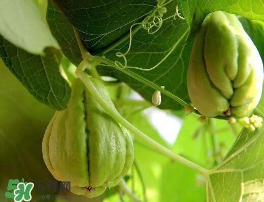 佛手與佛手瓜有什么區(qū)別？佛手與佛手鉗有什么區(qū)別