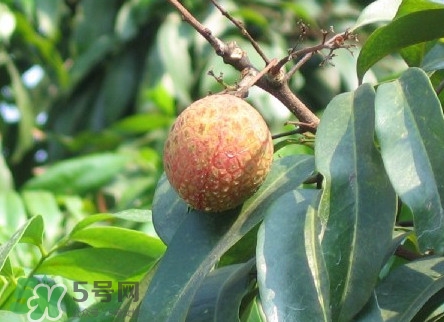增城掛綠荔枝最貴多少錢？掛綠荔枝和普通荔枝有什么區(qū)別