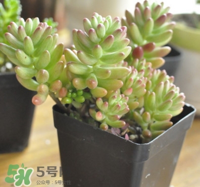 多肉植物能吃嗎？多肉植物哪些可以吃