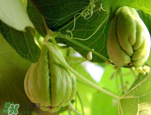 佛手瓜有沒(méi)有毒？佛手瓜吃了會(huì)致癌嗎？