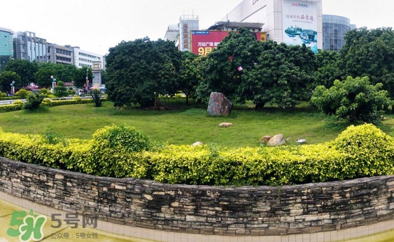 掛綠荔枝為什么這么出名？掛綠荔枝的由來和傳說