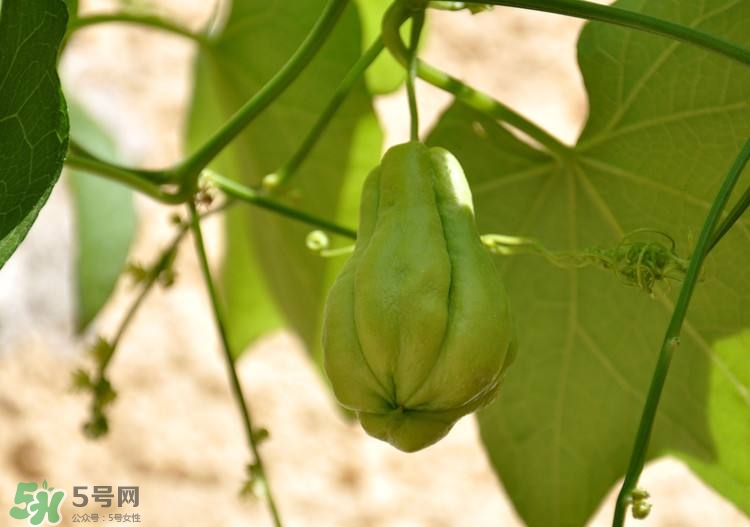 佛手瓜發(fā)芽了可以吃嗎？佛手瓜怎么吃？