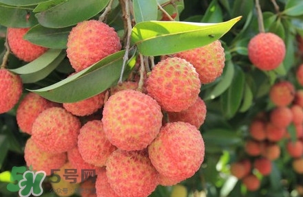 黑葉荔枝有什么特點(diǎn)？黑葉荔枝的功效