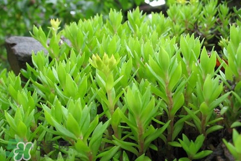 多肉植物能吃嗎？多肉植物哪些可以吃