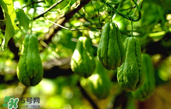 佛手與佛手瓜有什么區(qū)別？佛手與佛手鉗有什么區(qū)別