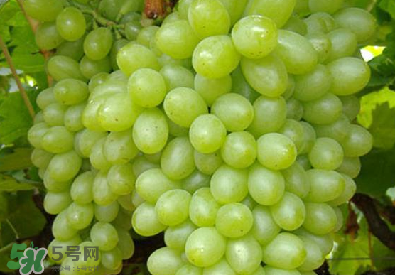 青提是轉(zhuǎn)基因嗎？青提怎么挑？
