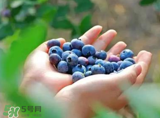 藍莓和楊梅能一起吃嗎？藍莓和楊梅可以一起泡酒嗎？