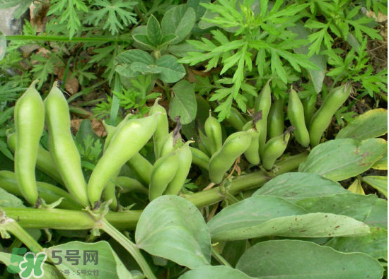夏天可以種什么蔬菜？夏天適合種什么蔬菜？