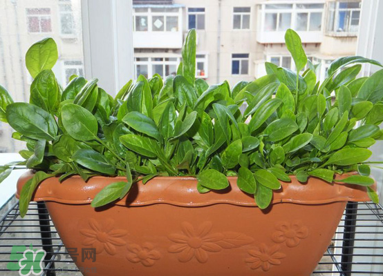 夏天可以種什么蔬菜？夏天適合種什么蔬菜？