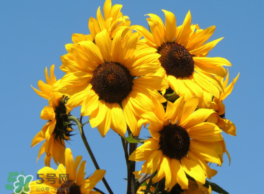 夏天可以種向日葵嗎？向日葵夏天能種嗎？