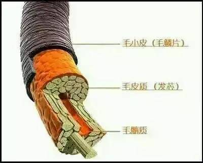 歐貝芙洗發(fā)水怎么樣？歐貝芙洗發(fā)水好用嗎