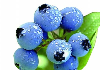 藍(lán)莓和楊梅能一起吃嗎？藍(lán)莓和楊梅可以一起泡酒嗎？