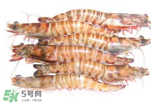 九節(jié)蝦是海蝦嗎？九節(jié)蝦是海蝦還是河蝦
