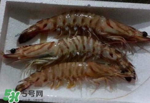竹節(jié)蝦多少錢一斤？2017竹節(jié)蝦價格