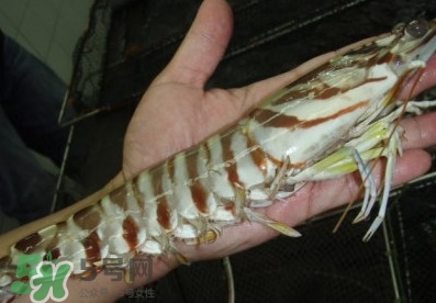 竹節(jié)蝦和基圍蝦哪個好？基圍蝦貴還是竹節(jié)蝦貴