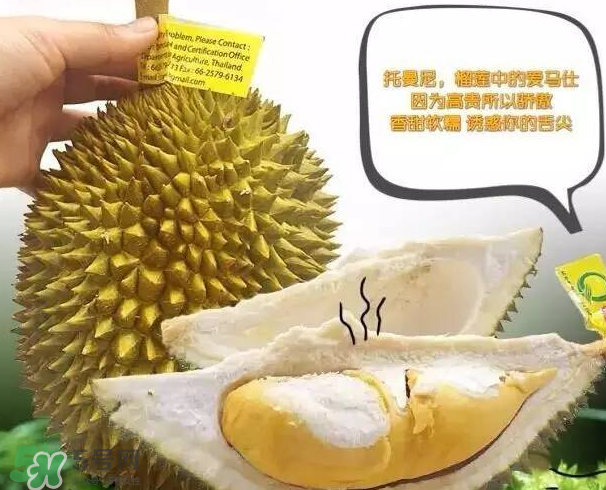 托曼尼榴蓮又叫什么？托曼尼榴蓮簡(jiǎn)介