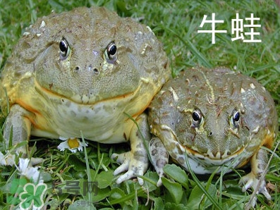 牛蛙什么時候最好吃肉最多？牛蛙幾月份的最好吃？