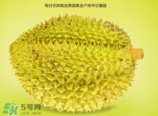 甲侖榴蓮和金枕哪個(gè)貴？甲侖榴蓮和金枕的區(qū)別