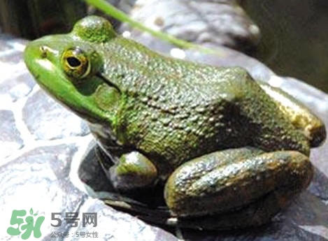 牛蛙是田雞嗎？牛蛙是蟾蜍嗎