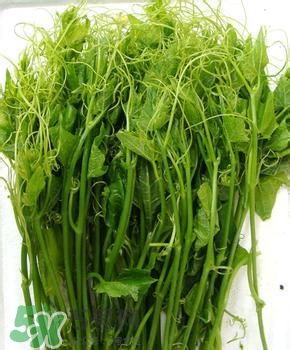 龍須菜有幾種？龍須菜多少錢一斤？