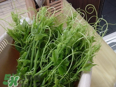 龍須菜是什么菜？龍須菜怎么吃？