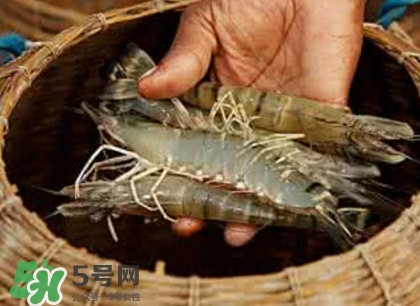 竹節(jié)蝦多少錢一斤？2017竹節(jié)蝦價格