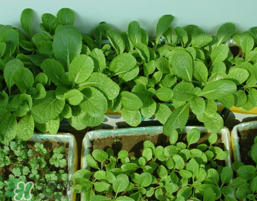 八月份可以種什么菜？八月份適合種植的蔬菜