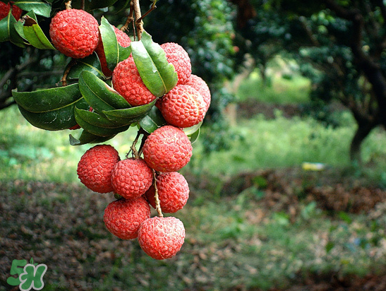 8月份還有荔枝嗎？荔枝幾月份下市？