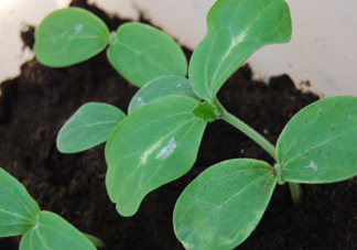 八月份可以種什么菜？八月份適合種植的蔬菜