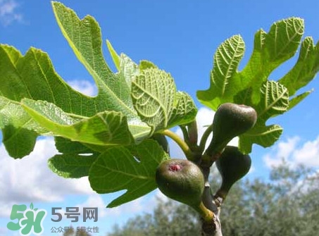 無花果葉子煮水有什么作用？無花果葉泡水喝的功效