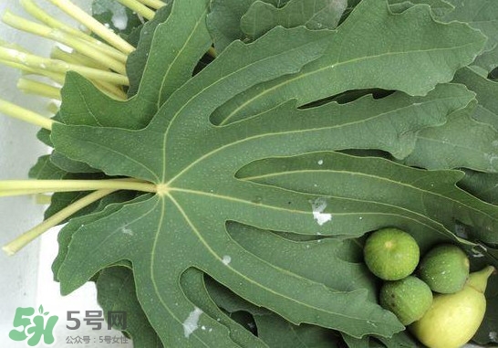 無花果葉子煮水有什么作用？無花果葉泡水喝的功效