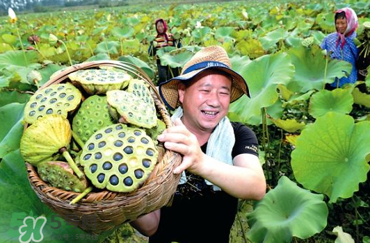 蓮蓬不能和什么同吃？蓮蓬和什么相克？
