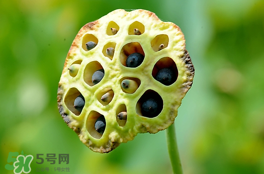 蓮蓬不能和什么同吃？蓮蓬和什么相克？