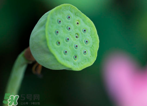 蓮蓬可以放多久？蓮蓬可以放冰箱嗎？