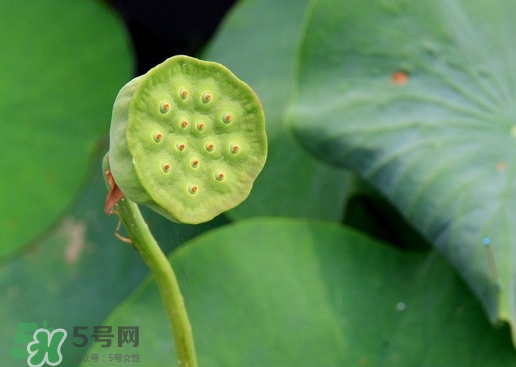 蓮蓬可以放多久？蓮蓬可以放冰箱嗎？