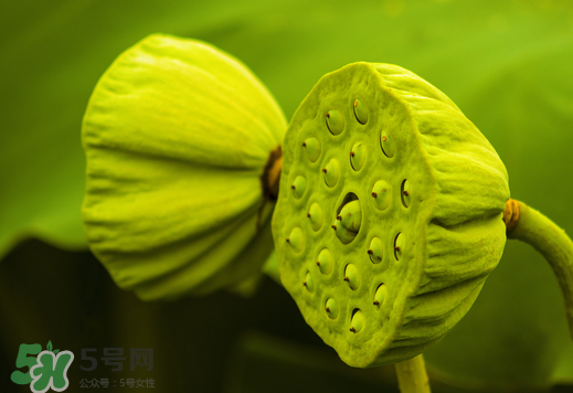 蓮蓬可以放多久？蓮蓬可以放冰箱嗎？
