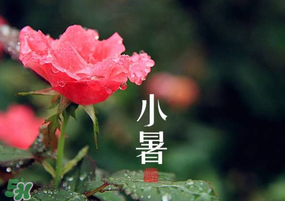小暑是入伏嗎？小暑是不是入伏？
